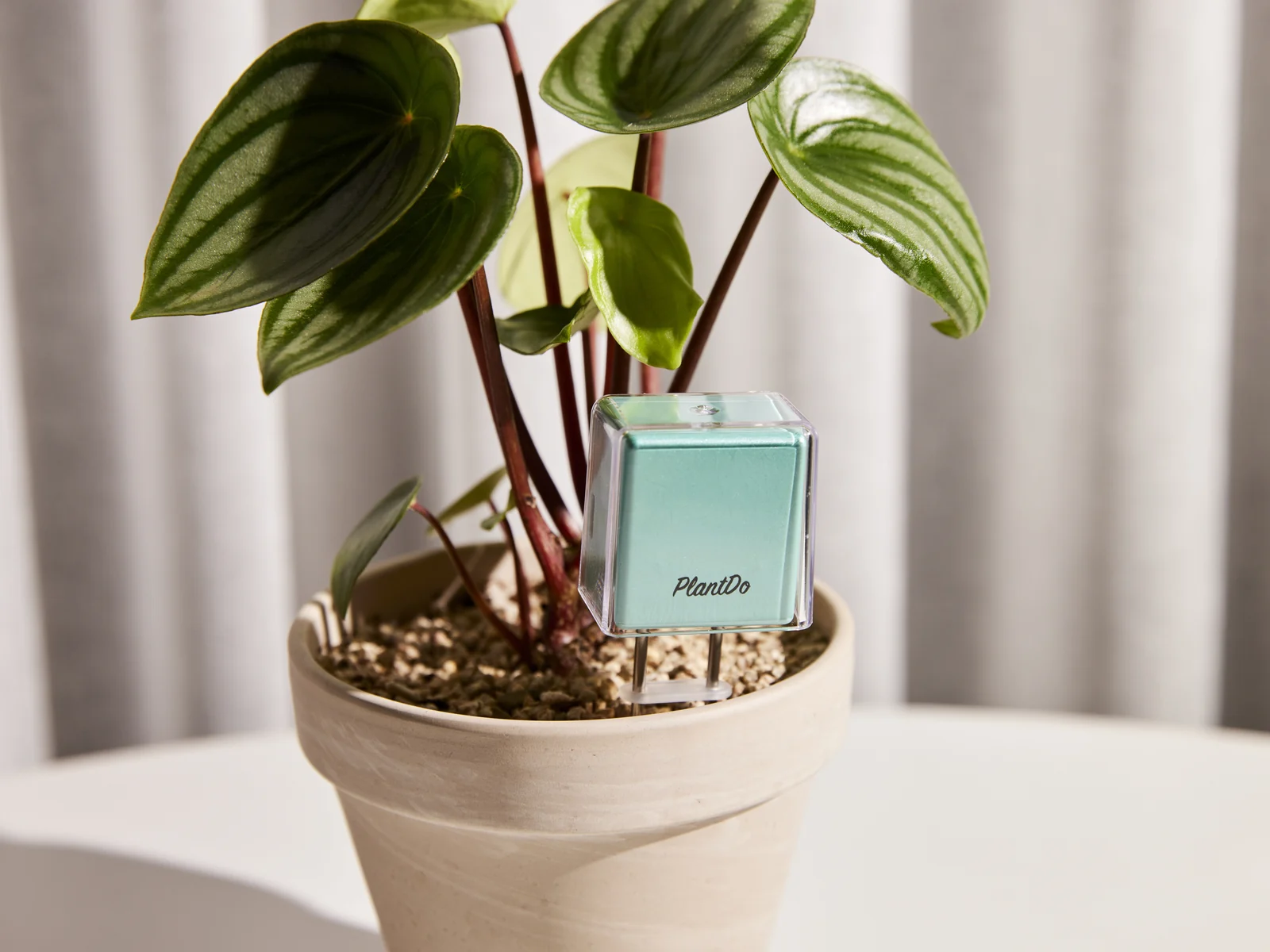 PlantDo IoT 화분습도계와 식물